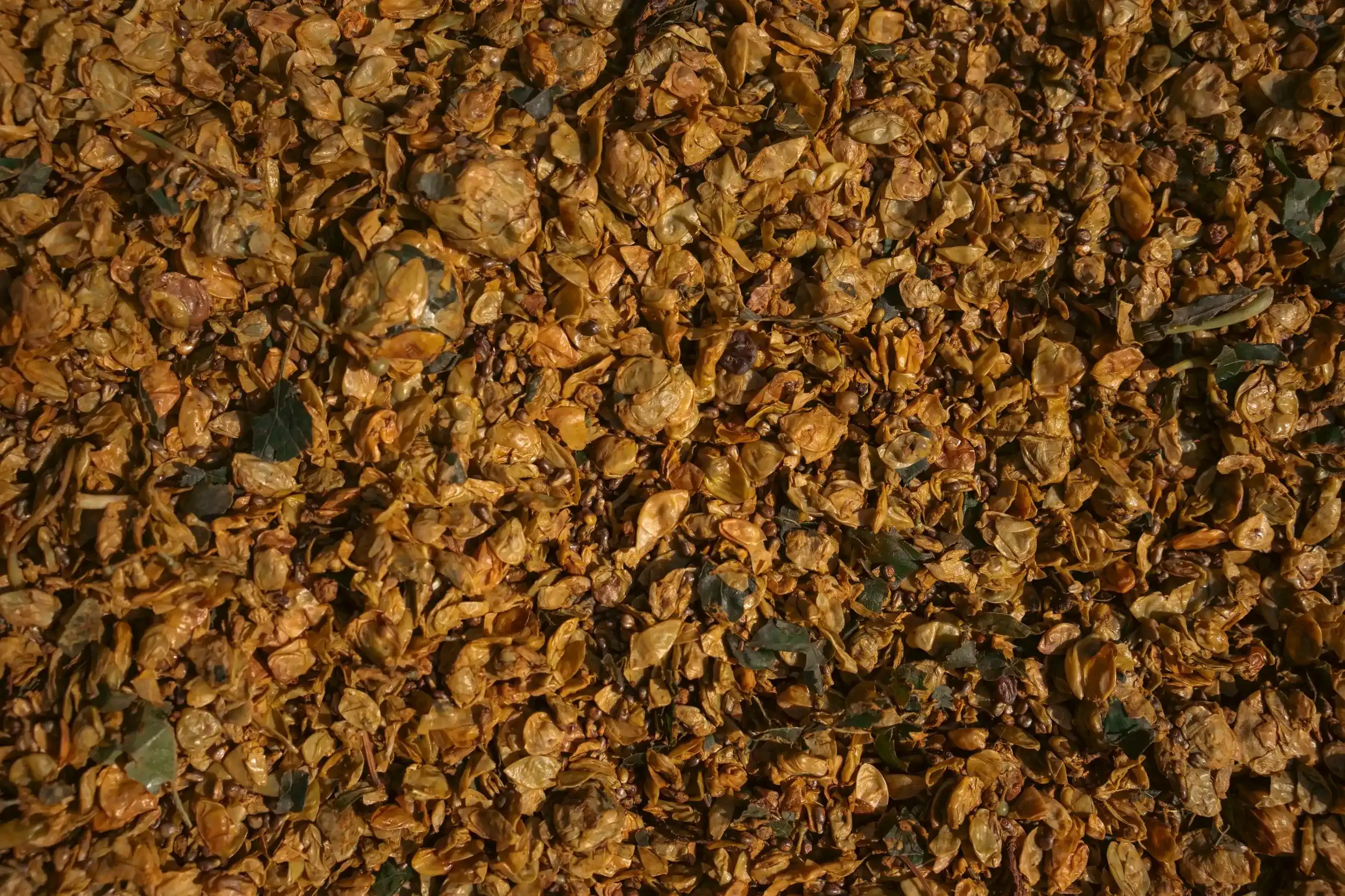 Close-up texture of dried grape skins, seeds, and stems (pomace) after pressing.