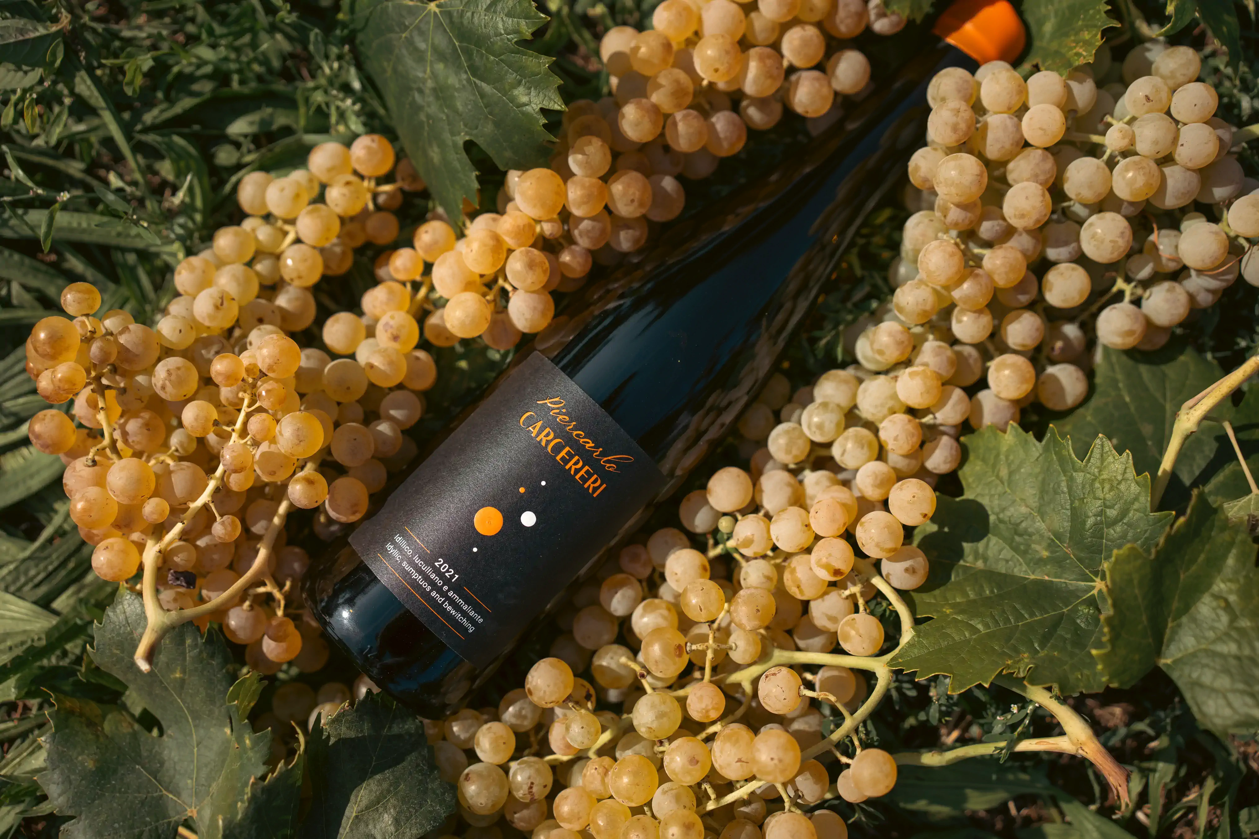 A dark wine bottle labeled 'Piercarlo CARCERERI 2021' resting on bunches of ripe golden grapes and leaves.