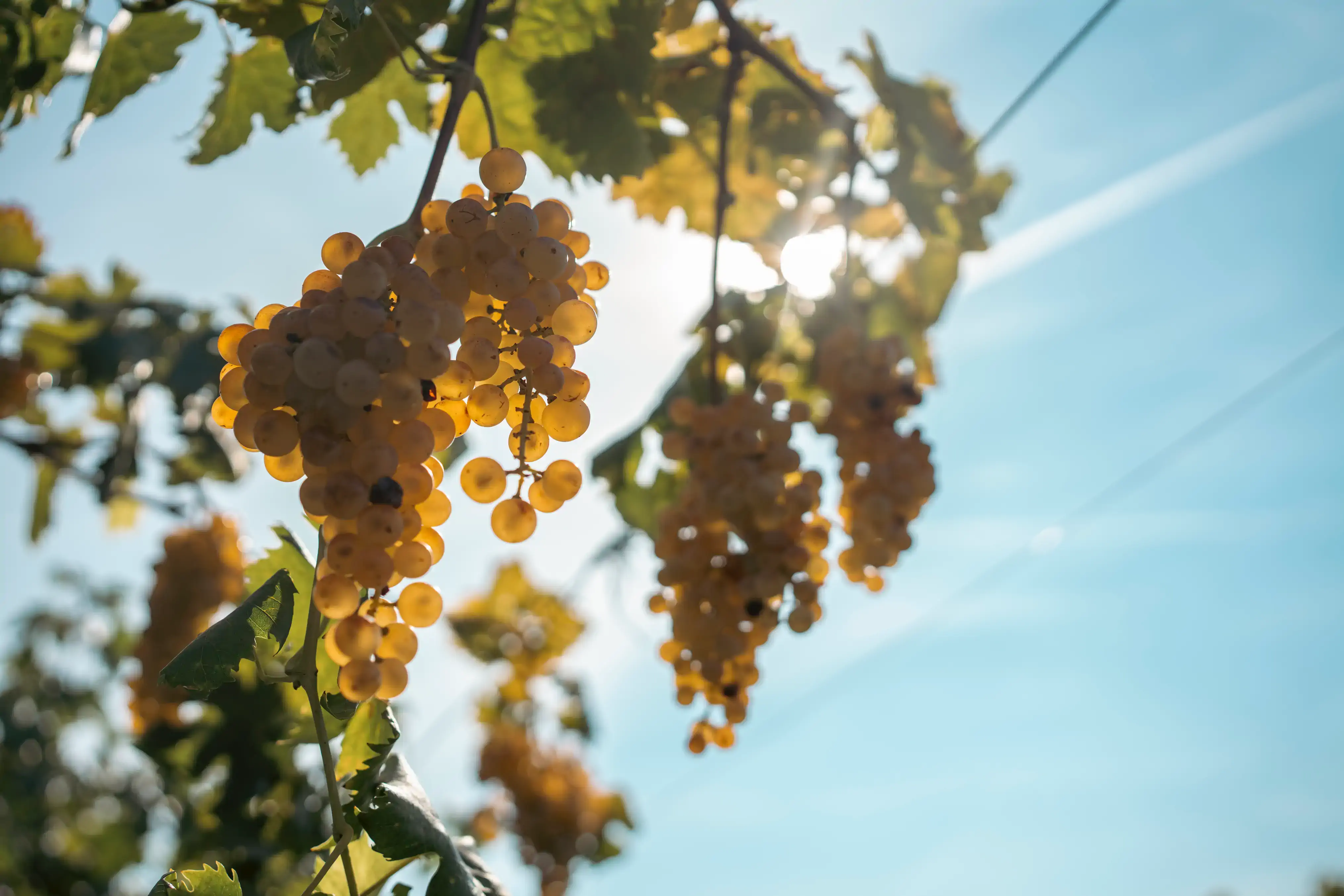 Close-up of ripe golden grapes on the vine against a bright blue sky with sun flare.