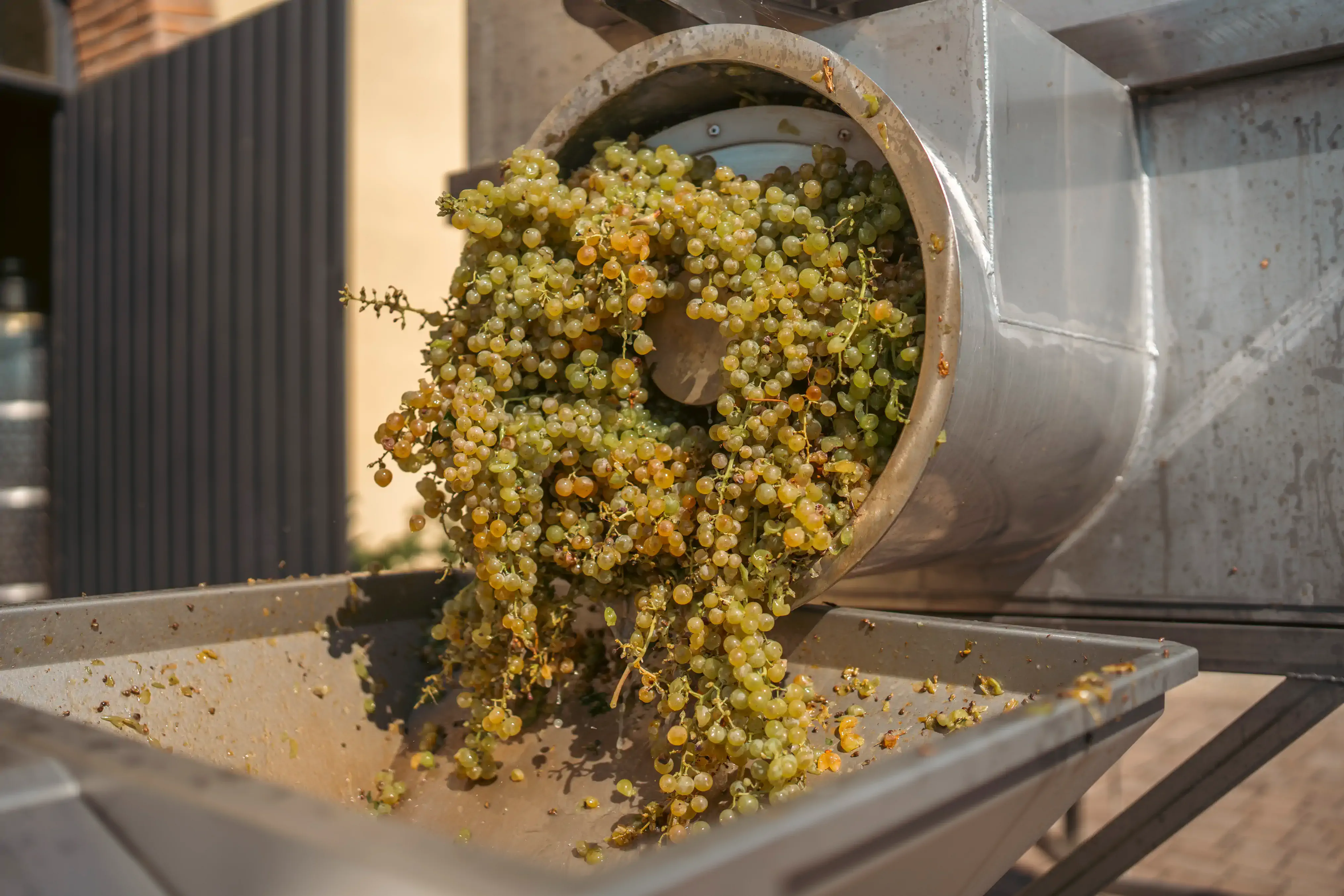 White grapes being poured from a hopper into a stainless steel crushing machine during harvest.