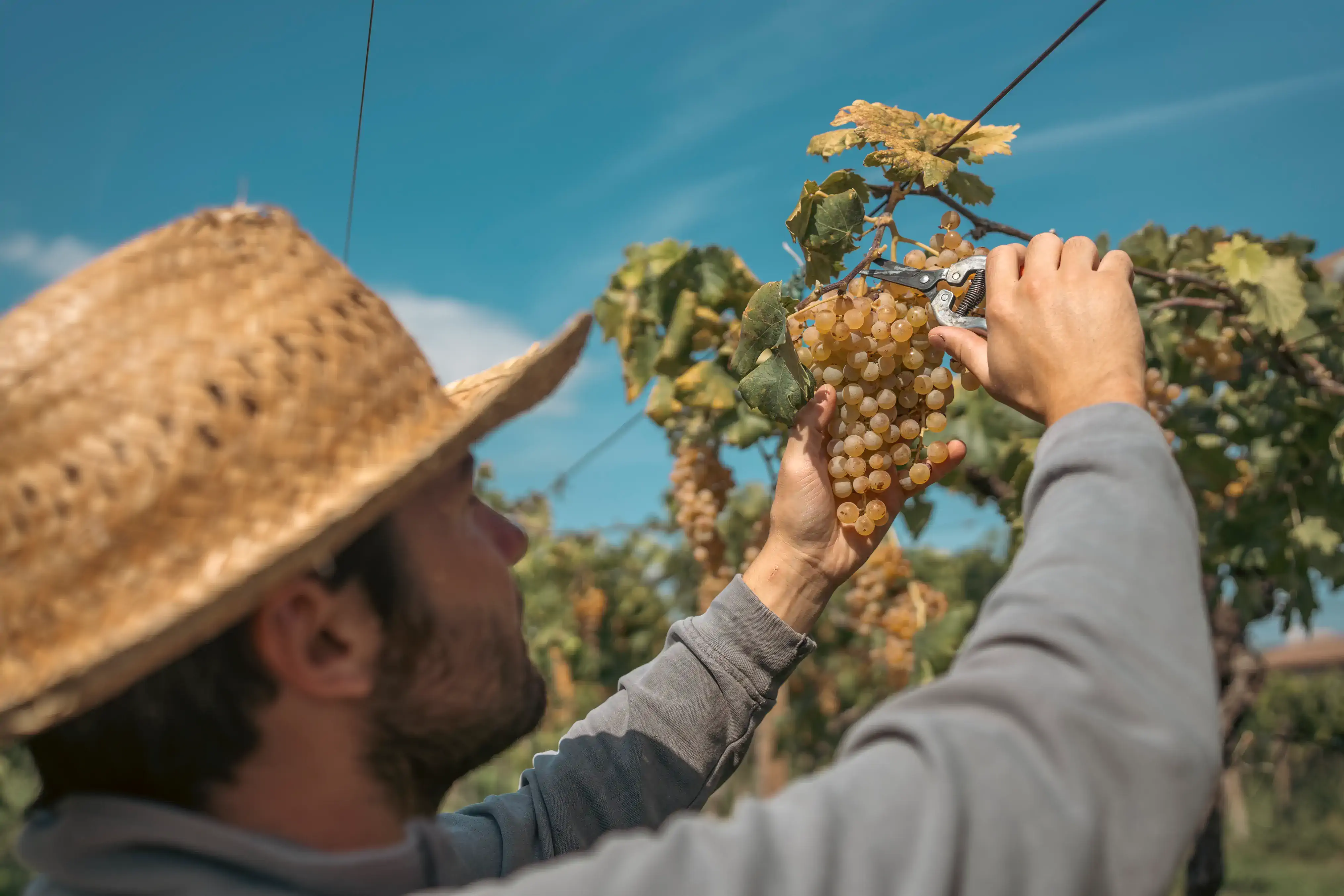 Close-up of Piercarlo Carcereri, wearing a straw hat, using shears to harvest a bunch of golden grapes.